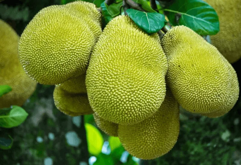Mơ thấy quả mít đánh con gì? Giải mã giấc mơ và con số may mắn